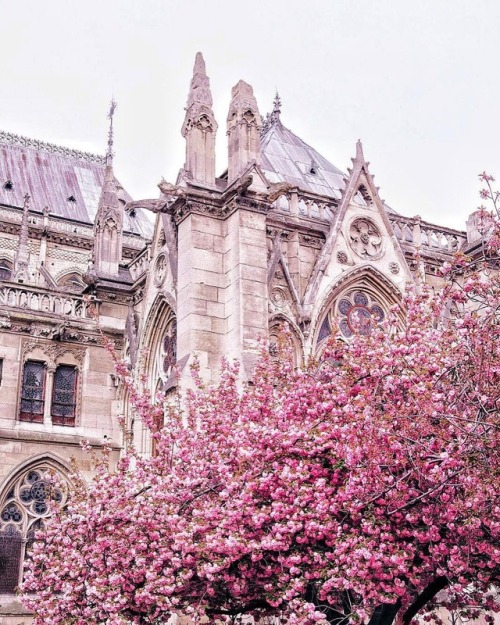 andantegrazioso:Notre-Dame de Paris| victoriachmel