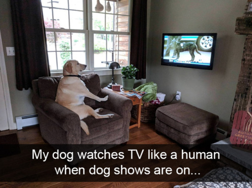 animalsnaps:dog snaps