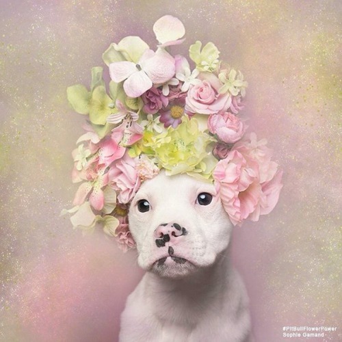 sunbvrnt:look at these pitbulls they r so beautiful!!!