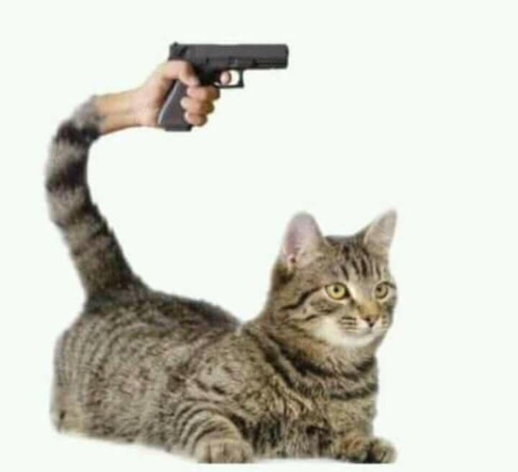 Cat gun читы