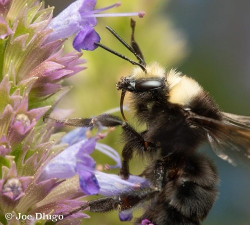 Reaching for the next flower - Bombus vosnesenskii on hyssop...