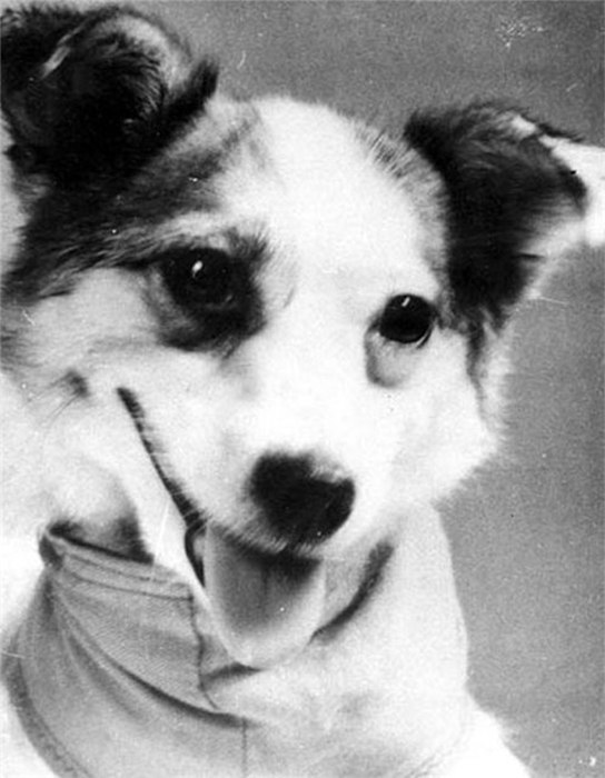 Soviet space dog Zvyozdochka (Little Star) made one orbit on board Korabl-Sputnik 5 on 25 March 1961 with a wooden cosmonaut dummy in the final practice flight before Gagarin’s historic flight on 12 April. She safely returned to Earth.