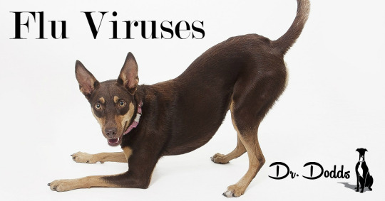 A Survey of Canine Immunity to, and Vaccines for, Newer Flu Viruses | W. Jean Dodds, DVM