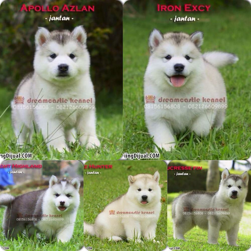 39++ Anjing alaskan malamute putih ideas