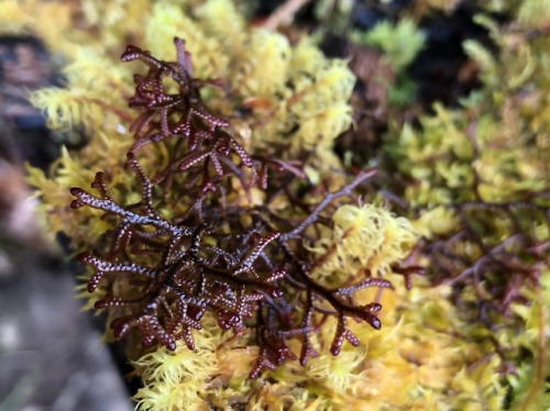 merismo:Various lichen, moss, and fungi from my trip to Panama...