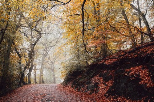 virtuallyinsane-autumn