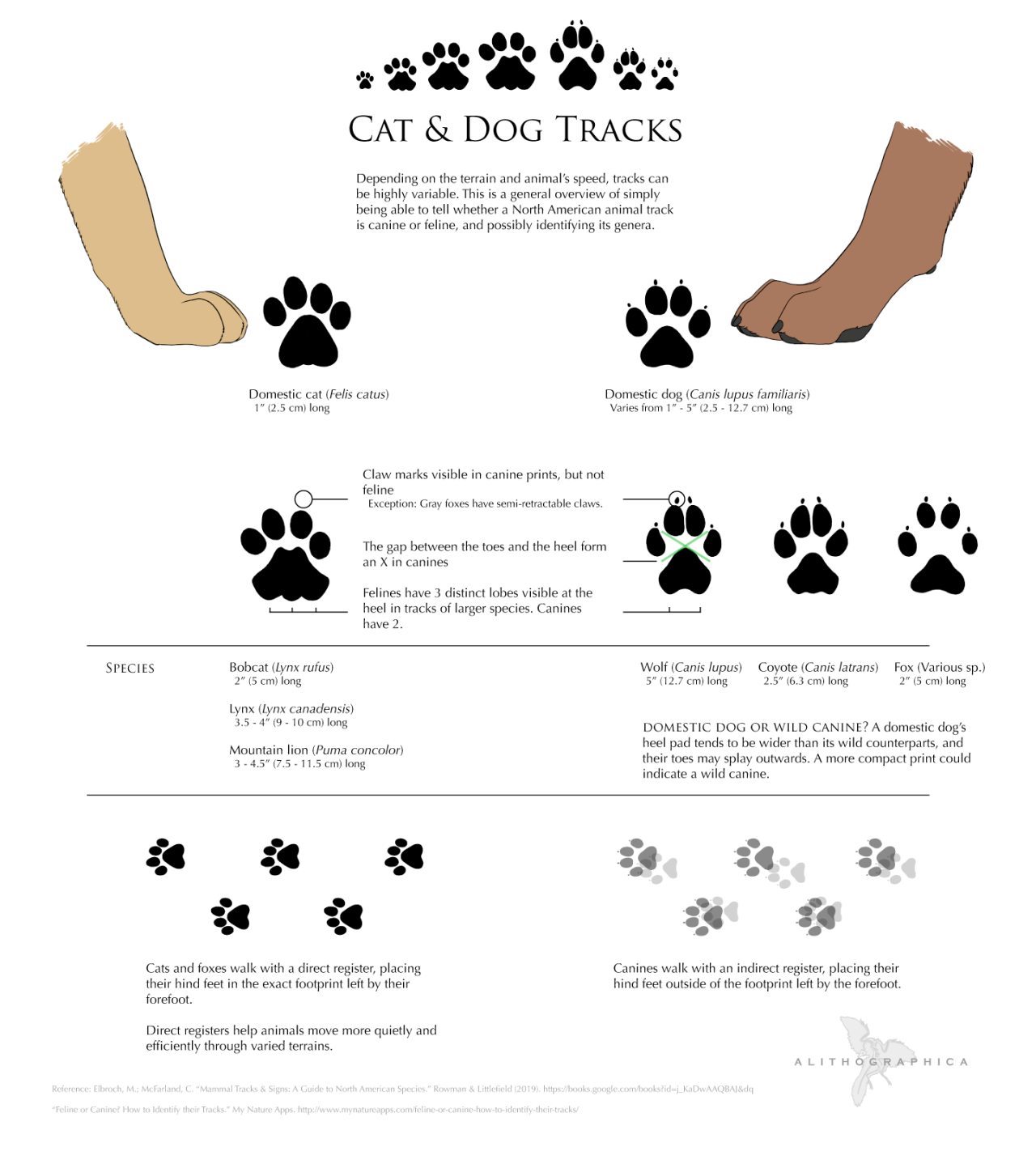 anatomy of a cats paw | Tumblr