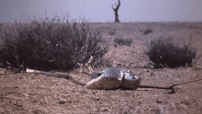 tumblr_osq4fpmlPO1rh0x12o1_400.gifv