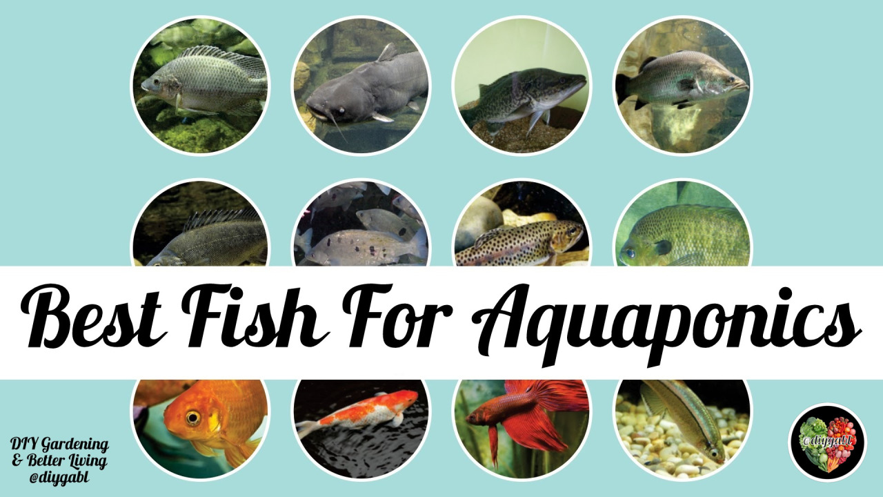 Best Fish For Aquaponics DIY Gardening & Better Living