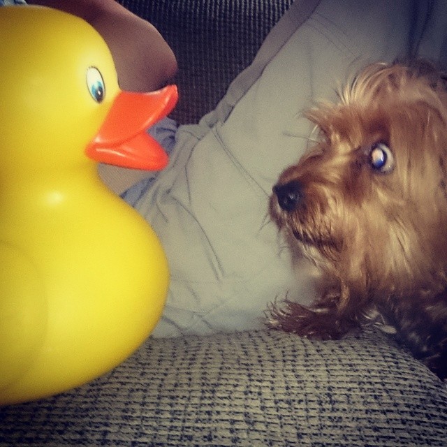 asiancwgrl:
“Charlie Brown VS the GIANT Rubber Duck -I think the duck is winning #dogsofinstagram #yorkie #rubberduck
”
I love this so much. Look at his face! He’s pretty mad about the whole duck situation.