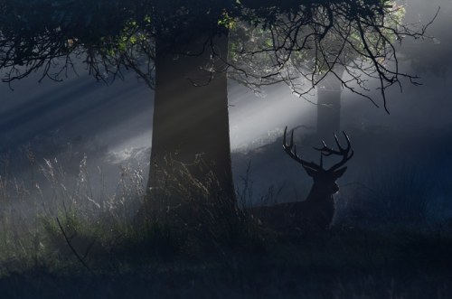 megarah-moon:“Forest Depths” by Alex Saberi