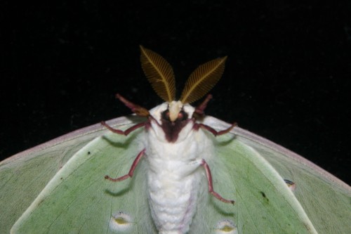 onenicebugperday