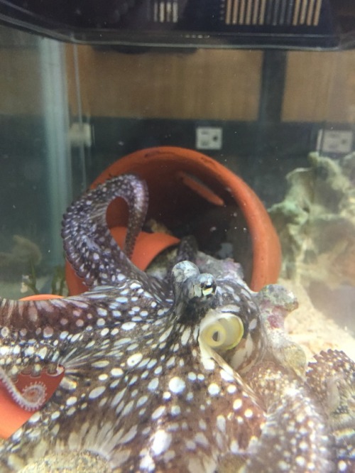 one-lost-at-sea:octopus: activate parachute mode