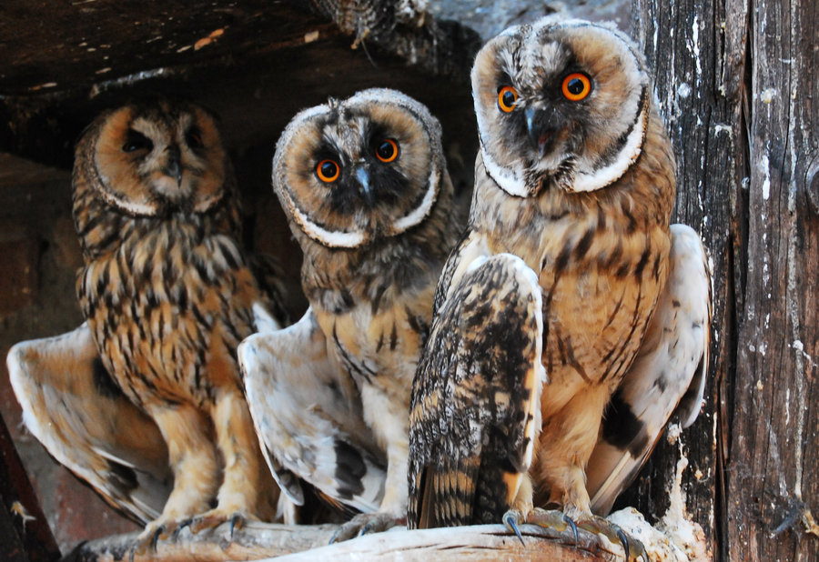 missharpersworld:
“misterowlhoots:
“ owls by macAna
”
gorgeous
”