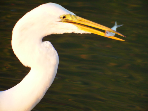 Dinner with a great egret.