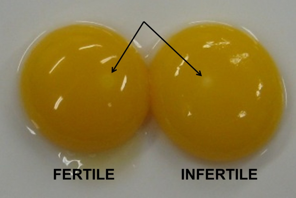 Eggs: I know it's been asked before, but hoping to get more insight : r