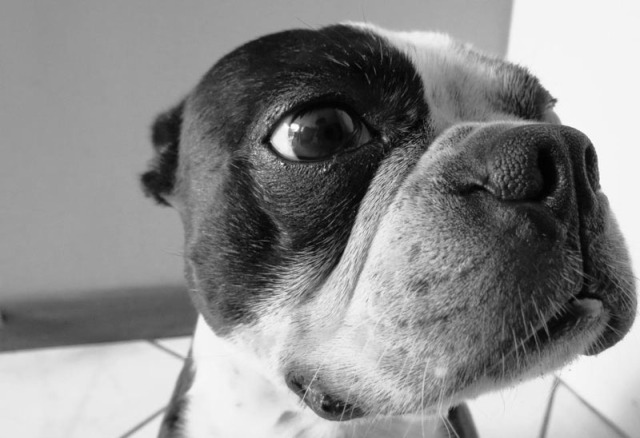 Boston Terrier Dogs — Black and White Photo Close Up to the Face of...