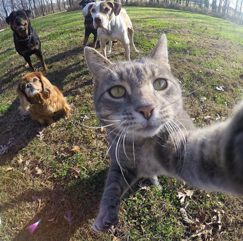 boredpanda:This Selfie Taking Cat Takes Better Selfies Than...