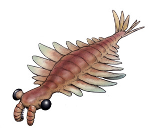 The abnormal shrimp, Anomalocaris (1892) Phylum :... - The Evolution of ...