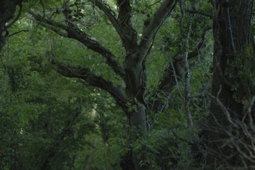 buron:Her Gods reside in the Bokeh (iv)©buron - September ‘18