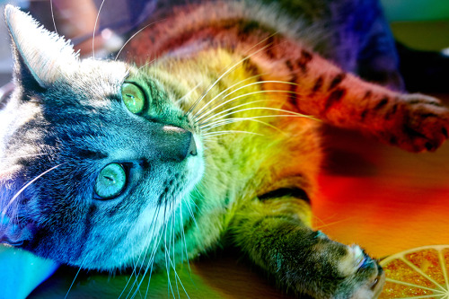 rainbow cat on Tumblr