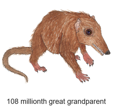 platypus evolution ancestor
