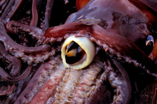 Cephalopod evolution 101: the Beak - Cyan-Biologist