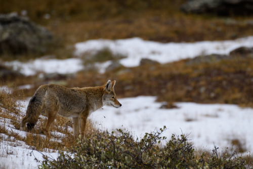 Colorado Coyote rockies rocky mountains wildlife photography nikon photograph original photography original photograph mine photographers on tumblr