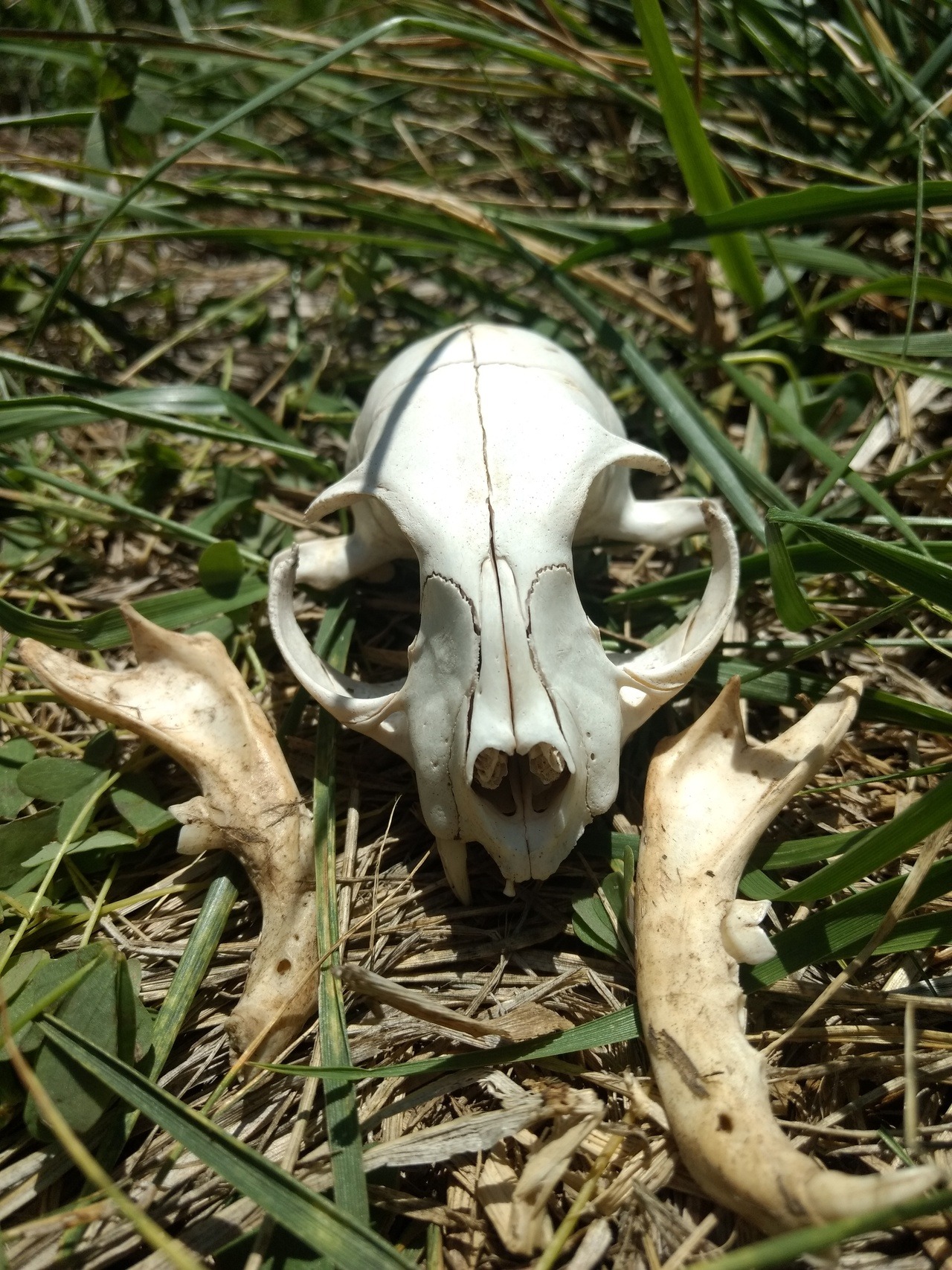 Bones are neato — I just got a domestic cat skull! My dad ...