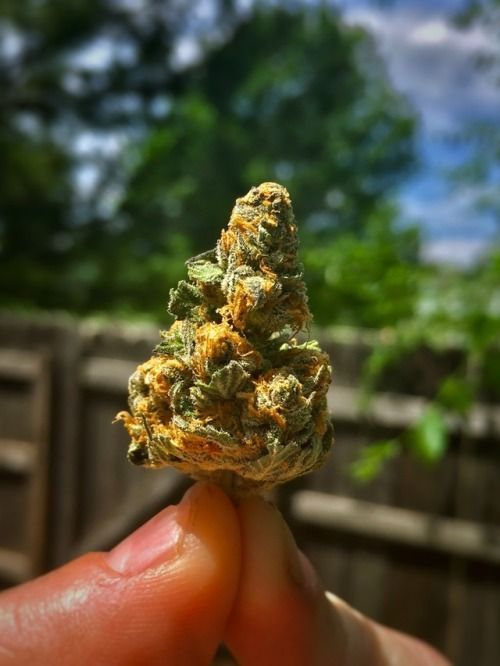 indicahappyman:marijuana benefits