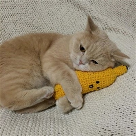 cutecatzone