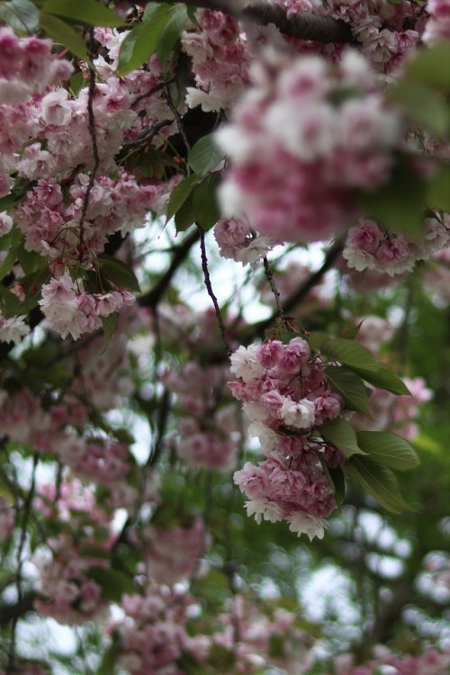 floralls