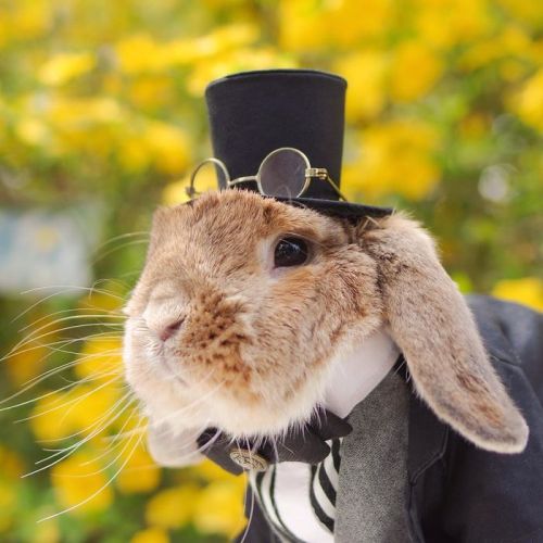 zorobunny:nexus-sages:This is PuiPui, a Holland Lop and...