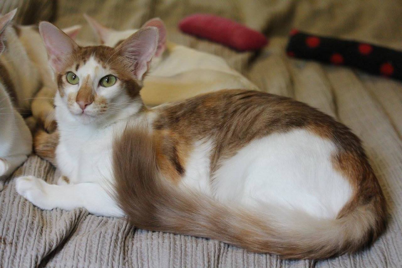 cat colours — cinnamon torbie bicolour (spotted)