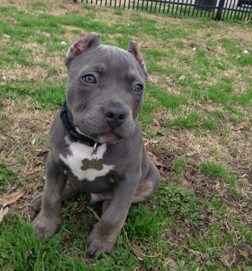 bluenose pitbull on Tumblr