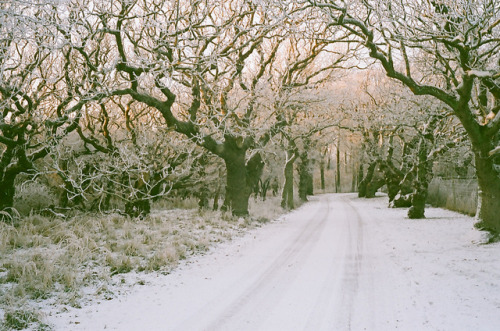 lomopotato:oak manor by aliwithers on Flickr.