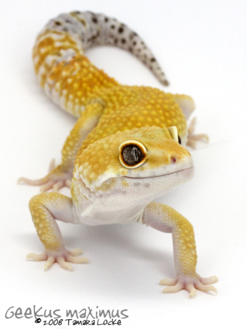 lovingexotics: Leopard Gecko Eublepharis Macularius ...