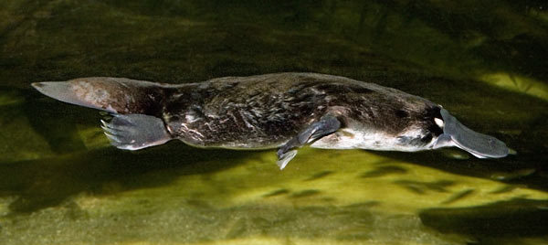 fat platypus
