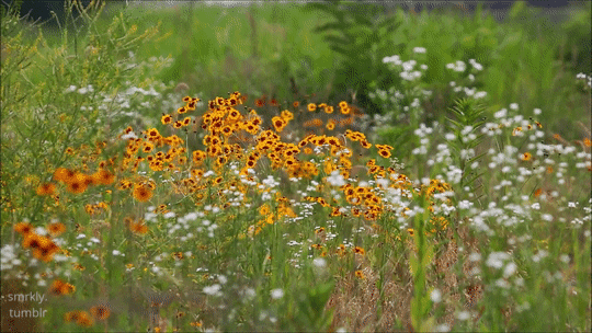 wildflowers gifs | WiffleGif