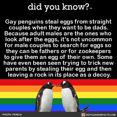 gay-penguins-steal-eggs-from-straight-couples-when