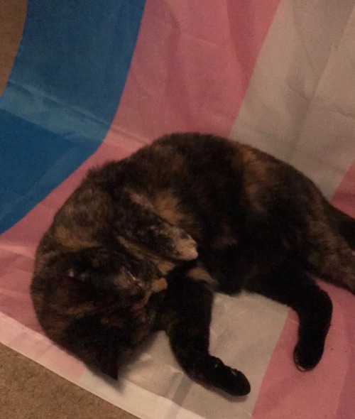 hattiecattie:miilex:uchidachi:hattiecattie:Bisexual...