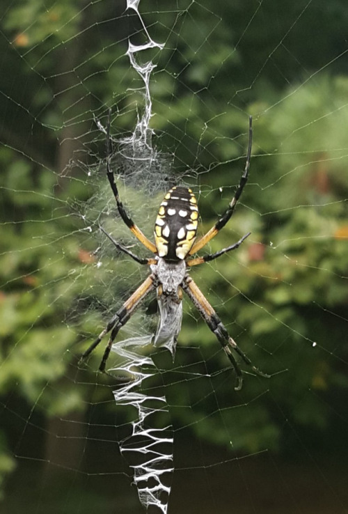 cipheramnesia:A beautiful lady on our back porch. Her colors...