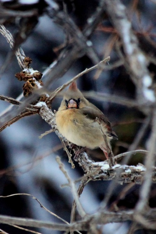 walking-geema:…crabby cardinal