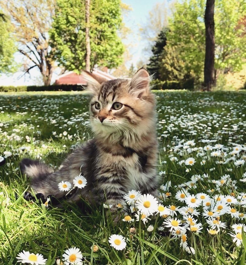 #cat from Animals are Friends