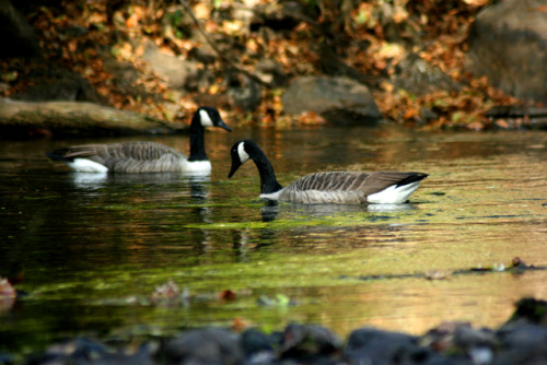 twilightsolo-photography:Canada Geese in the Charles...