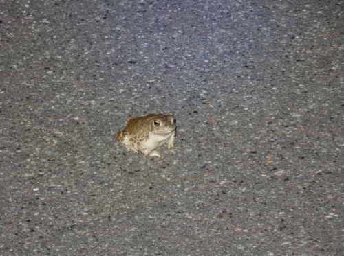 toadschooled:Hey! Who’s that on the asphalt? Computer,...