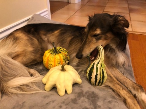 ofcarnivora:Let me sample these gourds for you