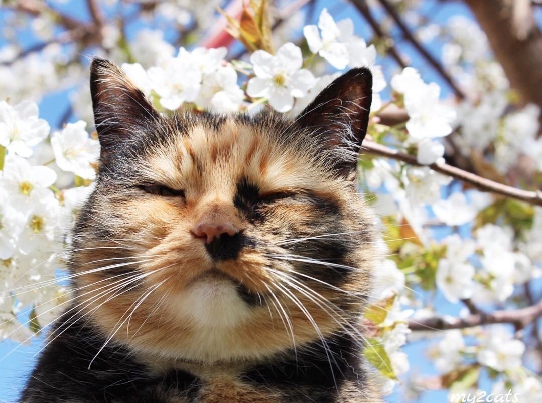 #cat from Animals are Friends