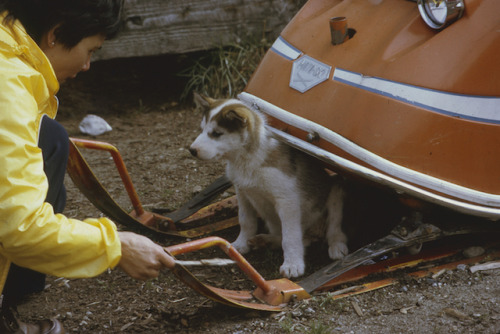 Our new photo exhibit, “Dogs at Work in the North,”...