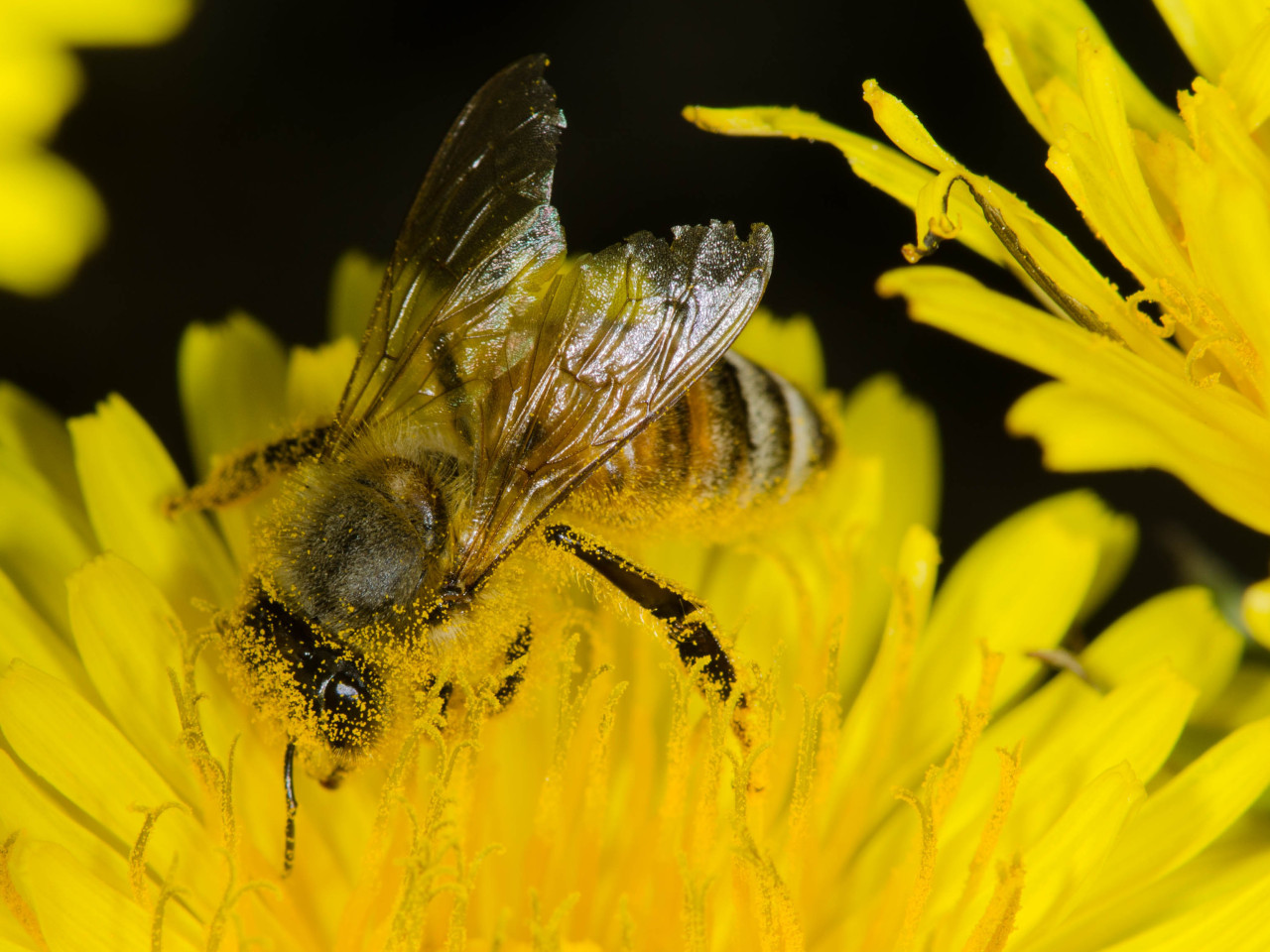 Dan Simon Macrophotography — Honey bee on a dandelion flower.